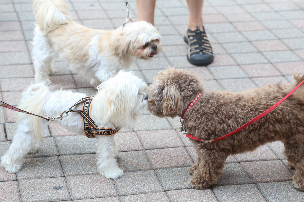 Where to Take Your Pet in Franklin, Tennessee
