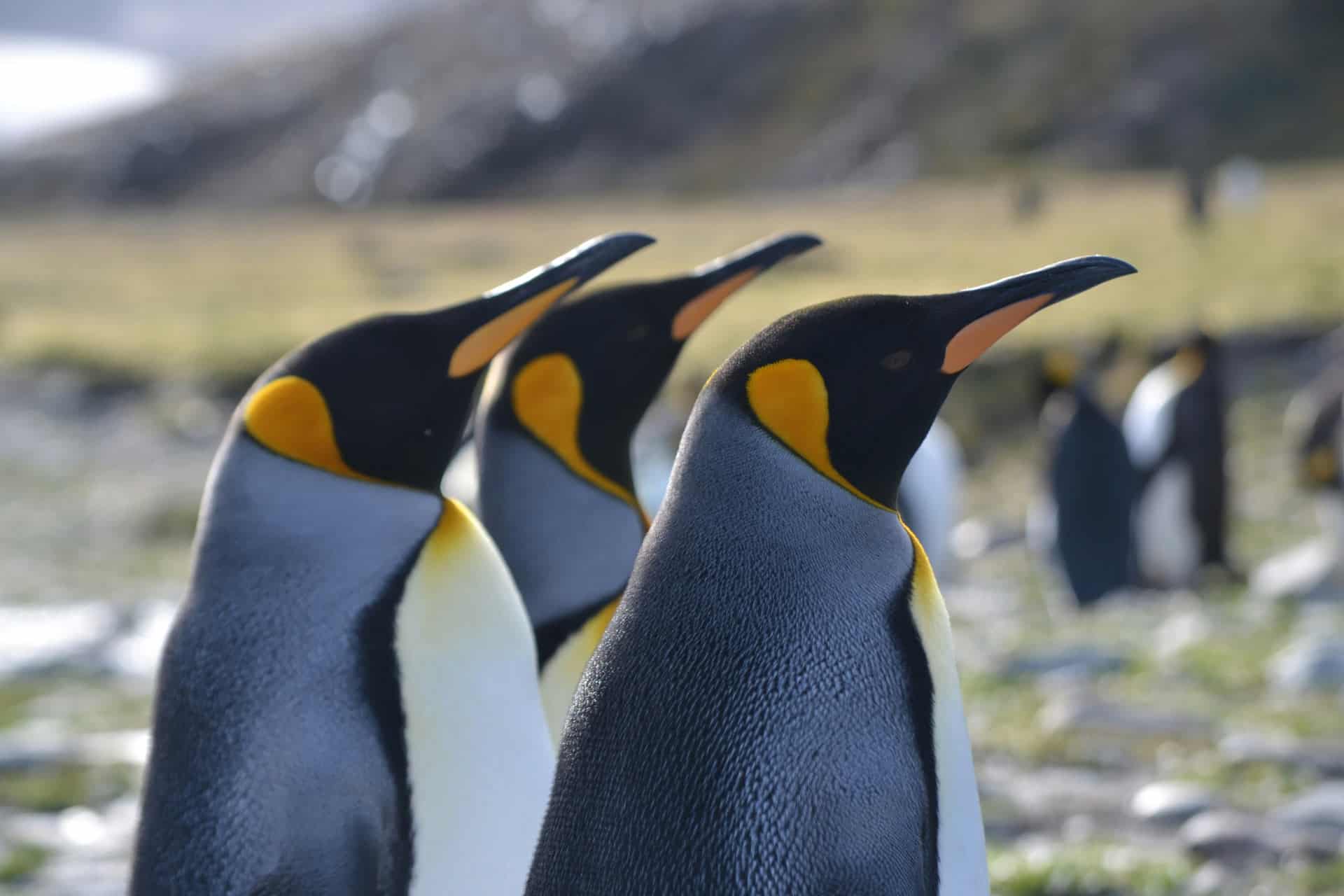 All About Right Whale Bay, South Georgia (2025 Guide)