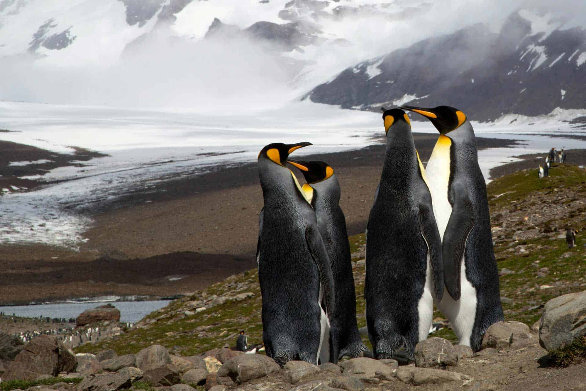 Guide To Salisbury Plain South Georgia (2025)