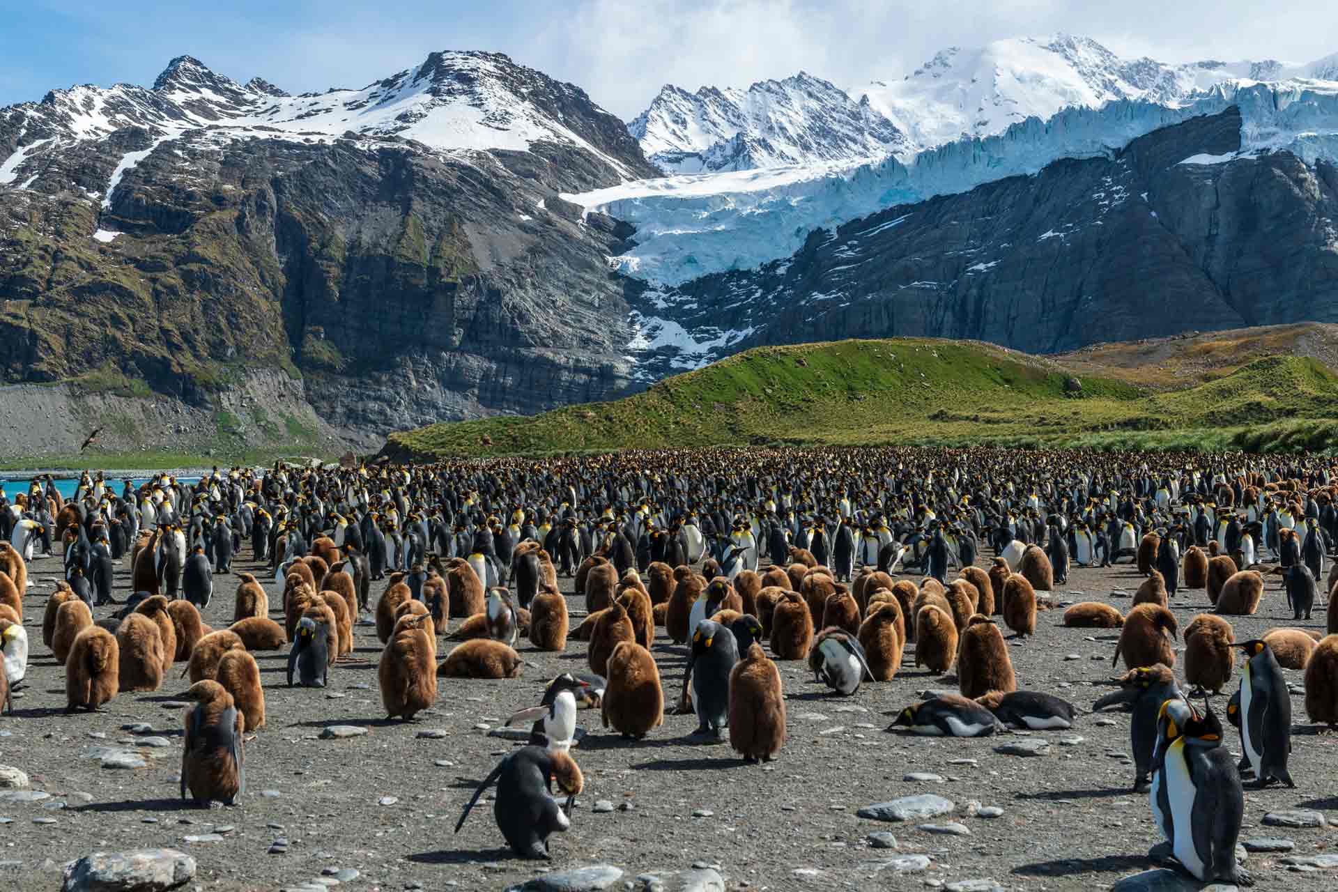 Your Guide To St. Andrews Bay, South Georgia Island (2025)